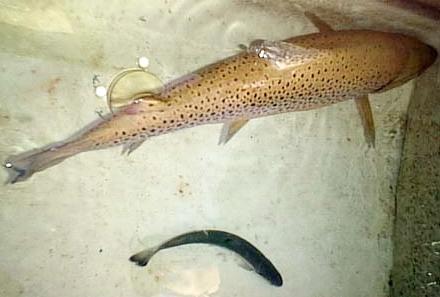 00.07.21.Brown-02.jpg (20001 �o�C�g)