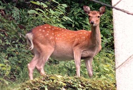 00.08.17.Elk.jpg (33141 �o�C�g)