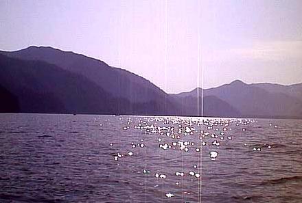 2000.05.09.Dainichi.jpg (21792 �o�C�g)