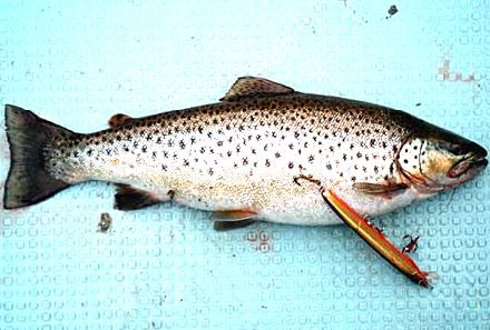 2000.05.19.Brown-03.jpg (31558 �o�C�g)