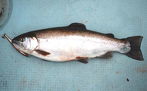 2000.05.19.Rainbow's-03.jpg (30066 �o�C�g)