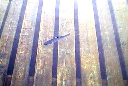 2000.05.26-Trout.jpg (27368 �o�C�g)