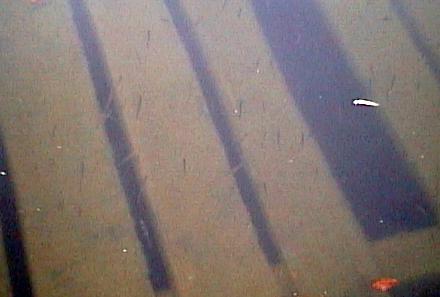2000.05.26-Wakasagi-02.jpg (15777 �o�C�g)