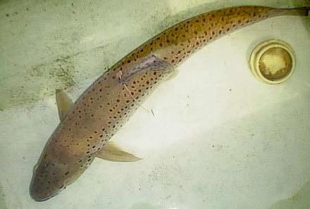 2000.09.19.Brown-01.jpg (17406 �o�C�g)