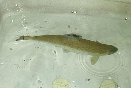 2001.05.29.Brown-01.jpg (14252 �o�C�g)