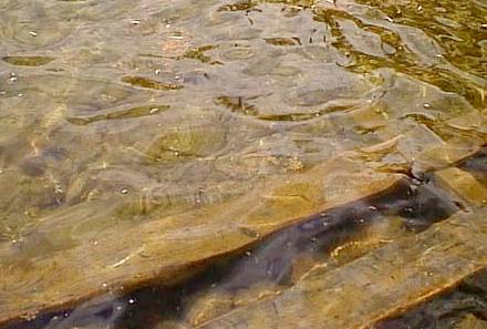 2001.05.29.Water Pollution-01.jpg (28161 �o�C�g)