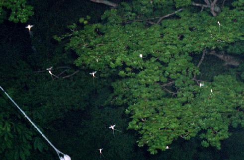 98.6.16.Mayfly.jpg (30901 バイト)