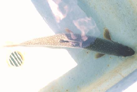 99.08.03.Lake Trout.jpg (12101 バイト)