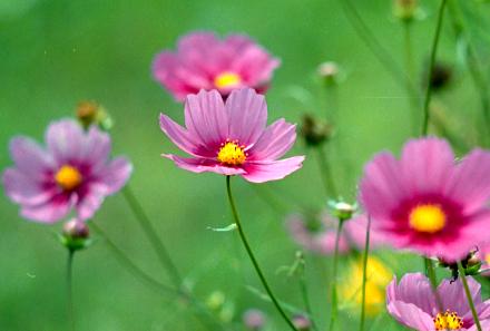 99.9.10.Flower-03.jpg (16982 バイト)