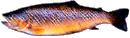 Brown-2.gif (4431 �o�C�g)