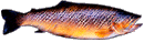 Brown-2.gif (4431 �o�C�g)