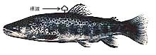 Browntrout.jpg (4844 �o�C�g)