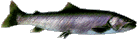 Iwana.gif (4050 �o�C�g)