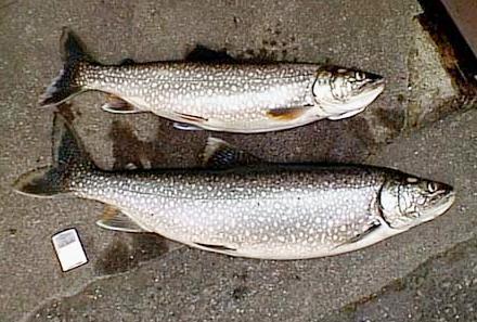 Laketrout-01.jpg (35312 �o�C�g)