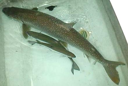 Laketrout-02.jpg (17958 �o�C�g)