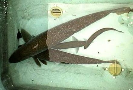 Laketrout-03.jpg (20606 �o�C�g)