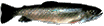 blook.gif (2625 �o�C�g)