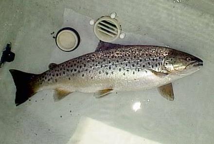 2000.06.02.Browntrout.jpg (19947 oCg)
