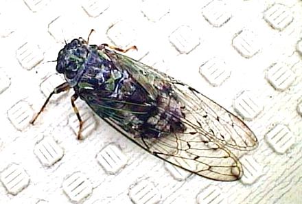 2000.06.09.Cicada-01.jpg (27221 oCg)